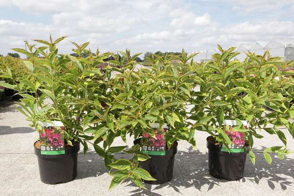 Picture of Weigelia florida moulin rouge