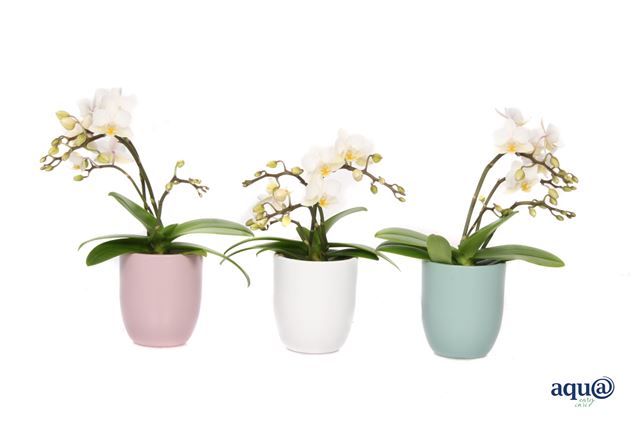 Picture of PHALAENOPSIS 03/04-STEM MINI MIX IN PASTEL CERAMIC