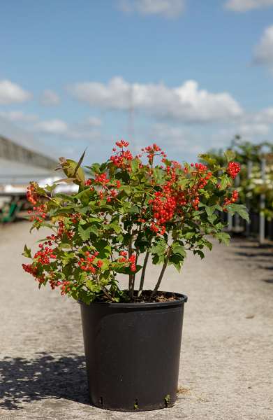 Picture of VIBURNUM OPULUS COMPACTUM