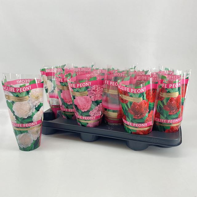 Picture of PAEONIA LONGLIFE MIX 