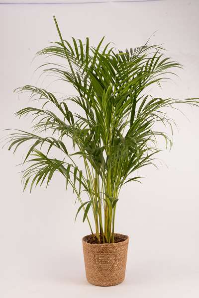 Picture of DYPSIS LUTESCENS IN WOVEN BASKET