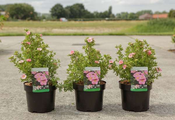 Picture of POTENTILLA FRUTICOSA PINK PARADISE