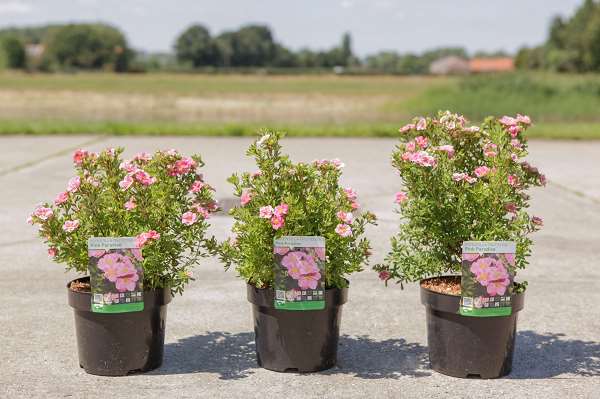 Picture of POTENTILLA FRUTICOSA PINK PARADISE