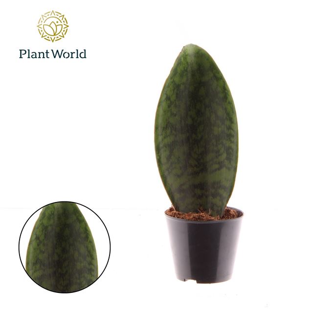 Picture of Sansevieria masoniana whale fin