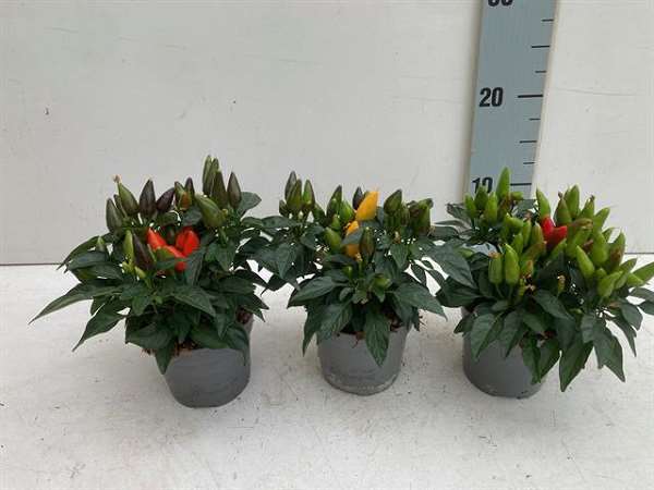 Picture of CAPSICUM SALSA 