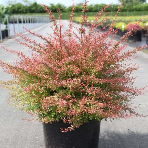 Picture of BERBERIS THUNBERGII ORANGE DREAM