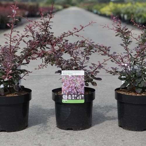 Picture of BERBERIS THUNBERGII ROSE GLOW