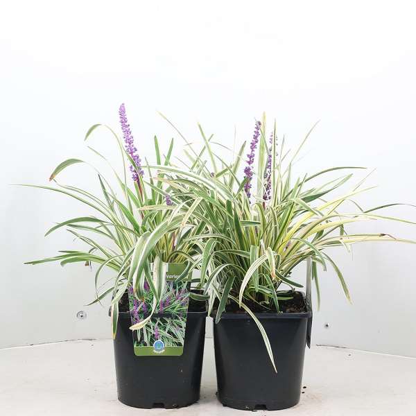 Picture of LIRIOPE MUSCARI VARIEGATA