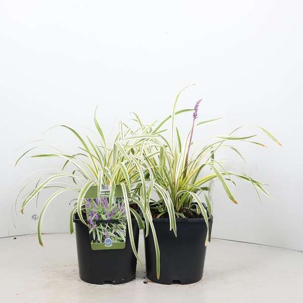 Picture of Liriope muscari variegata