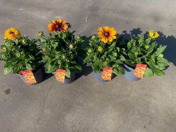 Picture of Rudbeckia mix
