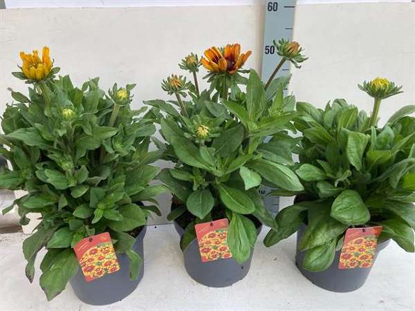 Picture of RUDBECKIA MIX