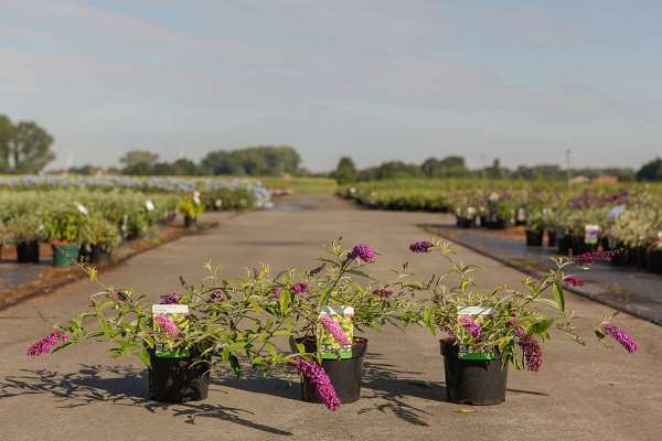 Picture of BUDDLEJA DAVIDII SANTANA