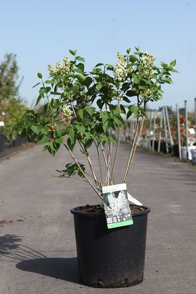 Picture of Syringa vulgaris mme casimir perier