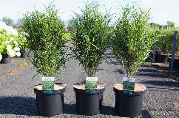 Picture of Frangula alnus fine line