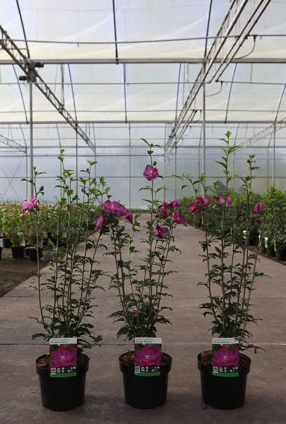 Picture of HIBISCUS SYRIACUS PURPLE RUFFLES