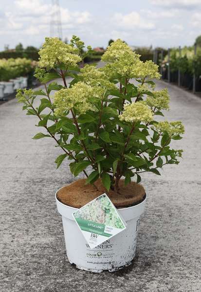 Picture of Hydrangea pan  little lime