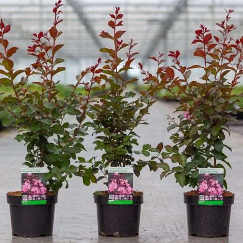 Picture of Lagerstroemia i  rhapsody in pink