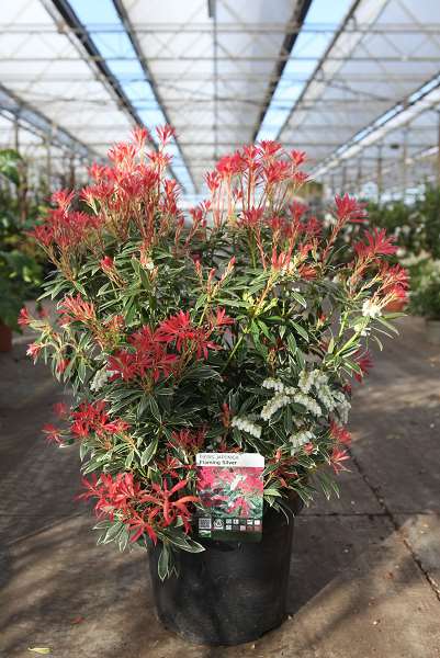 Picture of Pieris japonica flaming silver