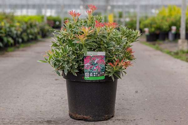 Picture of PIERIS JAPONICA FLAMING SILVER