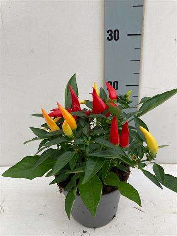 Picture of CAPSICUM THE JOKER