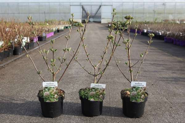 Picture of Viburnum carlcephalum