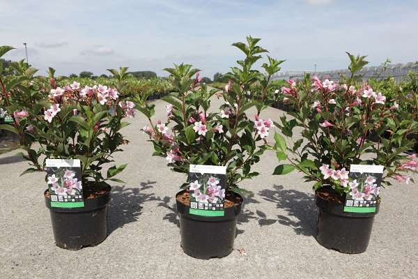 Picture of WEIGELA FLORIDA POLKA