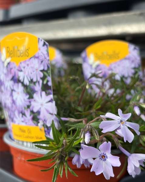 Picture of Phlox subulata emerald cushion blue