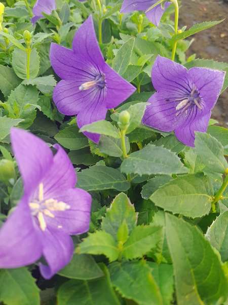 Picture of PLATYCODON GRANDIFLORUS ASTRA BLUE