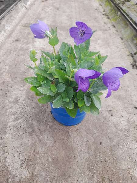 Picture of PLATYCODON ASTRA BLUE
