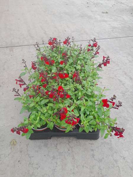 Picture of SALVIA GREGGII MIRAGE CHERRY RED