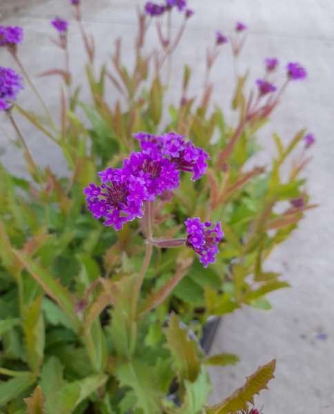 Picture of Verbena rigida venosa