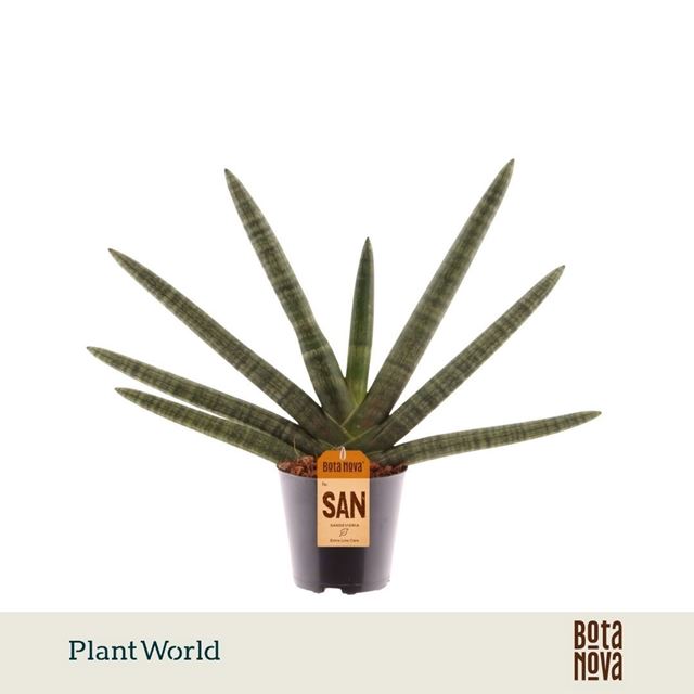 Picture of Sansevieria cylindrica skyline