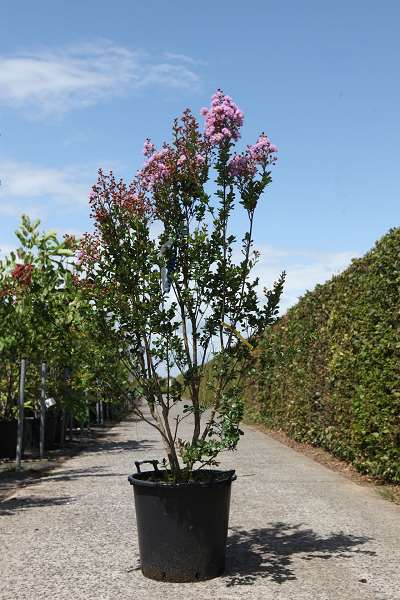 Picture of LAGERSTROEMIA INDICA CAMAIEU D'ETE