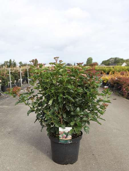 Picture of VIBURNUM TINUS LISAROSE