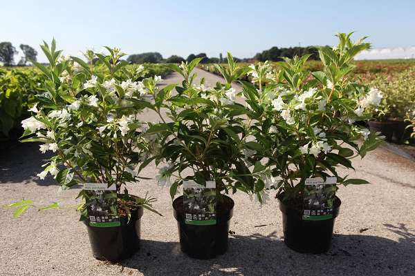 Picture of WEIGELA FLORIDA MILK AND HONEY