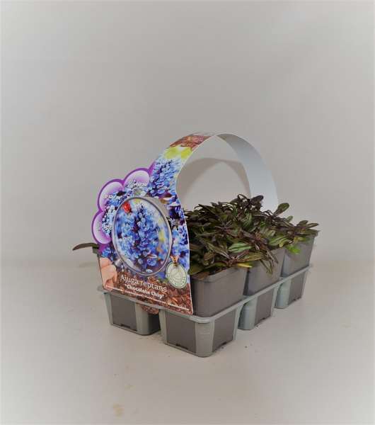 Picture of AJUGA REPTANS CHOCOLATE CHIPS 06-PACK