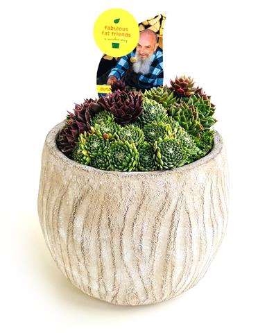 Picture of Sempervivum in ceramic