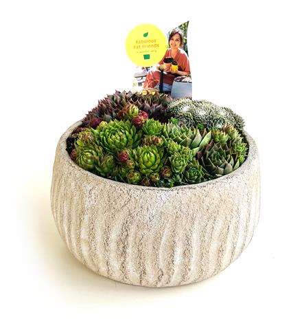 Picture of Sempervivum in ceramic