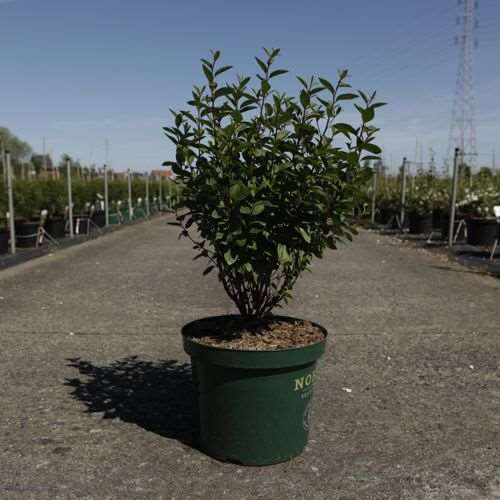 Picture of CEANOTHUS PALLIDUS MARIE ROSE NOBLE