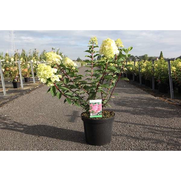 Picture of Hydrangea pan  sundae fraise