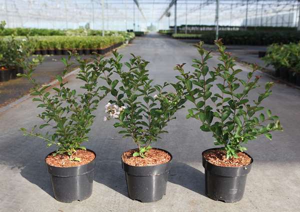 Picture of LAGERSTROEMIA INDICA NEIGE D'ETE