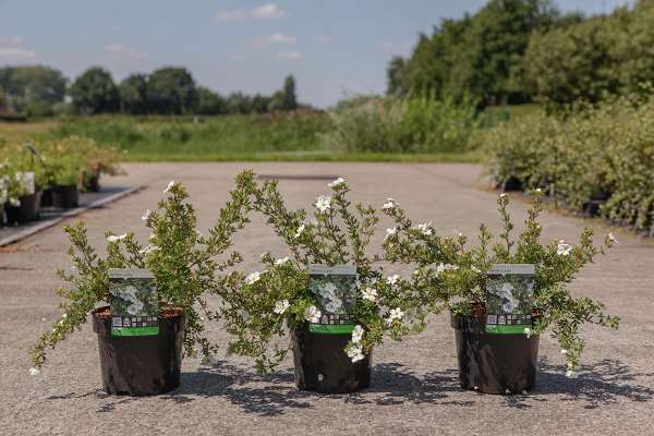 Picture of POTENTILLA FRUTICOSA WHITE LADY