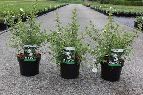 Picture of POTENTILLA FRUTICOSA WHITE LADY