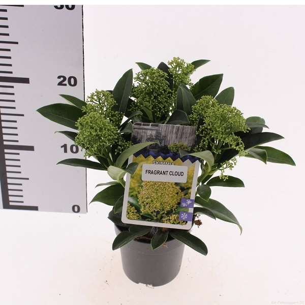 Picture of Skimmia japonica fragrant cloud