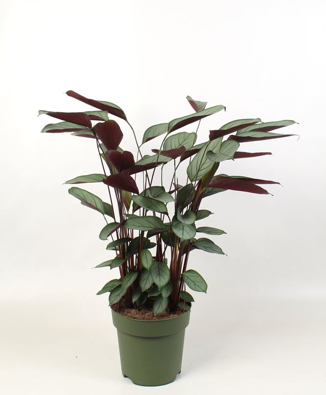 Picture of Ctenanthe setosa compactstar