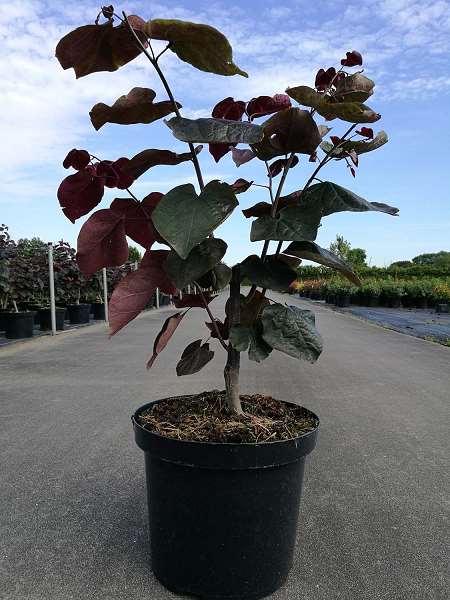 Picture of CERCIS CANADENSIS FOREST PANSY