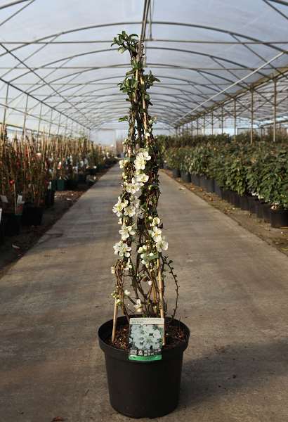 Picture of Chaenomeles superba jet trail