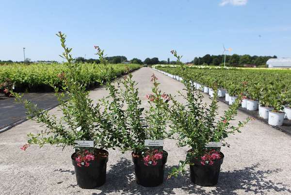 Picture of ESCALLONIA RUBRA MACRANTHA