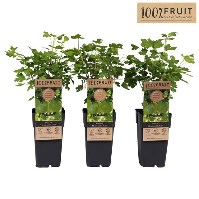 Picture of Ribes uva-crispa hinnonmaki green