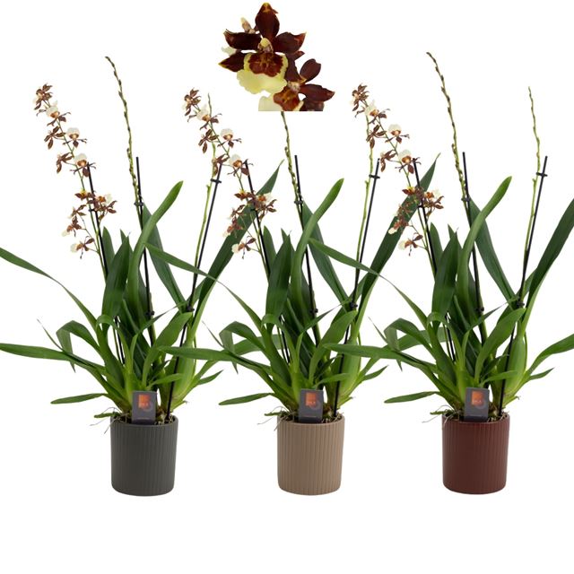 Picture of Cambria 03-stem pacific twilight in ceramic